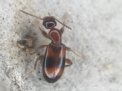 Vacusus vicinus
