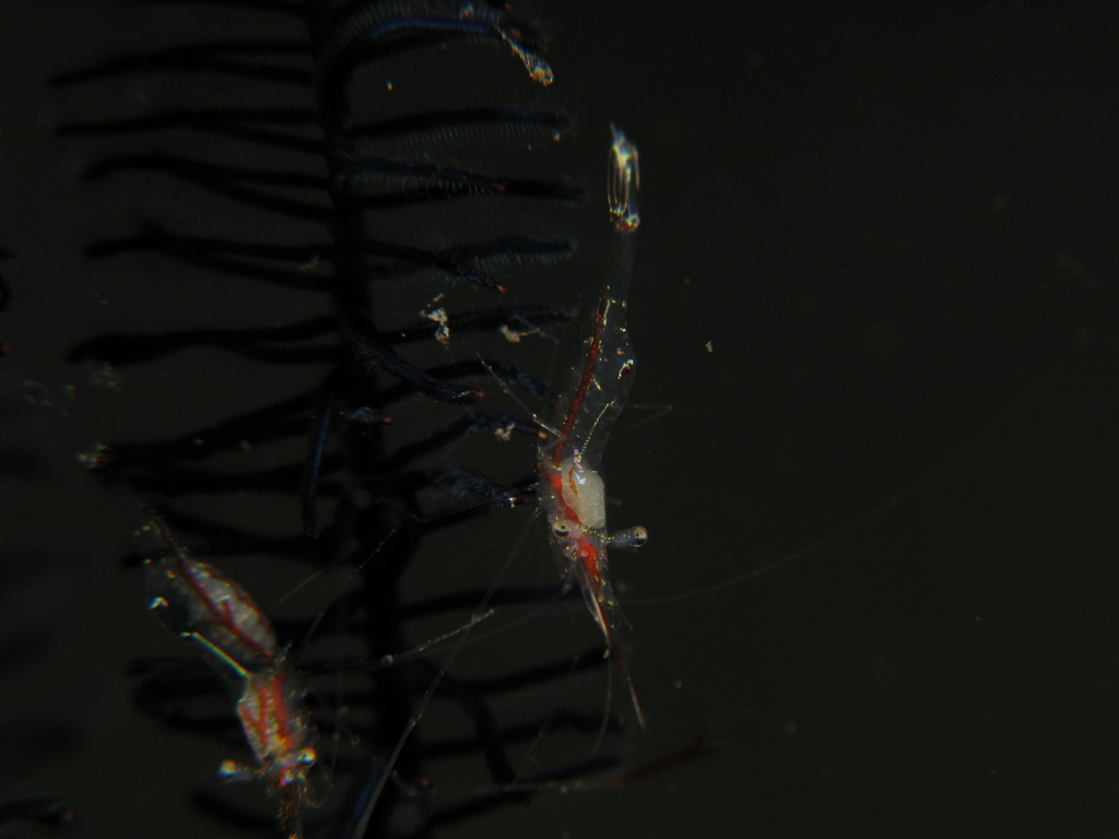 seafan shrimp