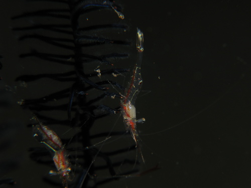 seafan shrimp