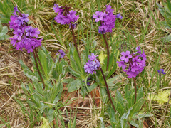 Primula deorum