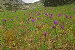 Primula deorum