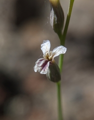 Streptanthus barbiger
