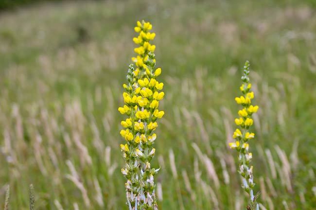 Thermopsis villosa