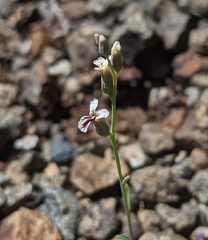 Streptanthus barbiger