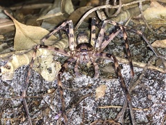Heteropoda procera