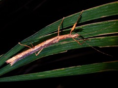 Asceles brevicollis