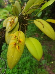 Acianthera