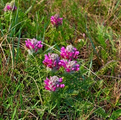 Pedicularis dasystachys