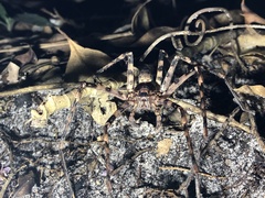 Heteropoda procera