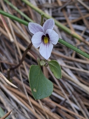 Viola cuneata