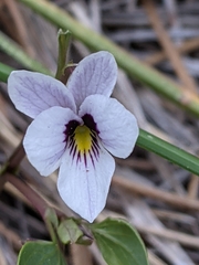 Viola cuneata