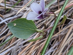 Viola cuneata