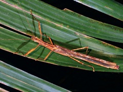 Asceles brevicollis