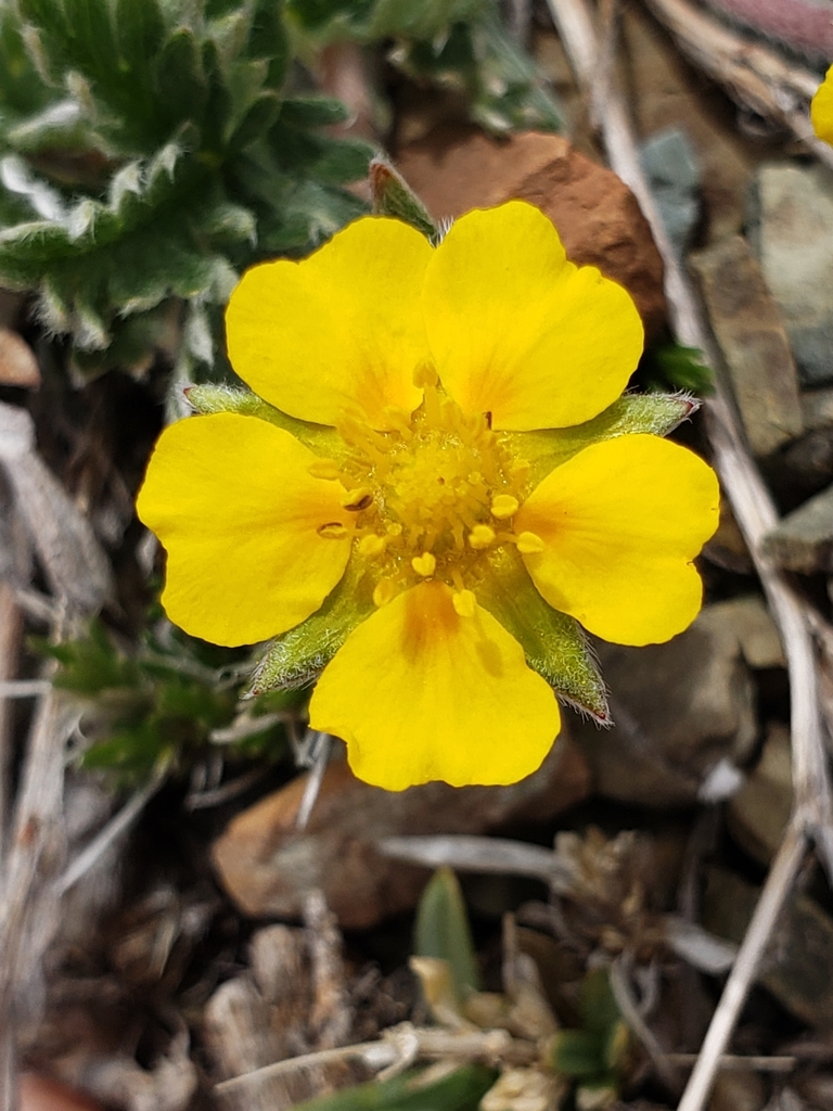 Macoun's Cinquefoil
