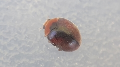 Scymnus subvillosus