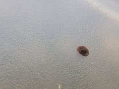 Scymnus subvillosus