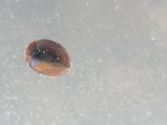 Scymnus subvillosus
