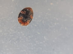 Scymnus subvillosus