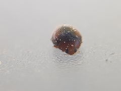 Scymnus subvillosus