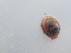 Scymnus subvillosus