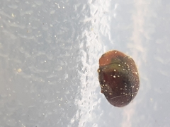 Scymnus subvillosus