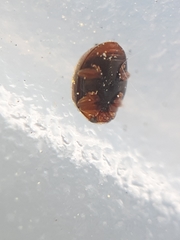 Scymnus subvillosus