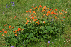 Geum coccineum
