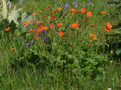 Geum coccineum