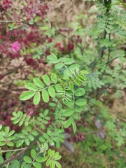 Indigofera tinctoria