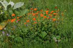 Geum coccineum