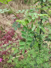 Indigofera tinctoria