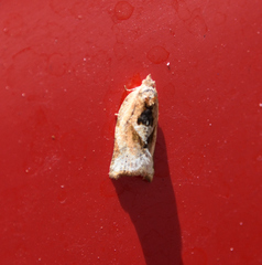 Argyrotaenia polvosana