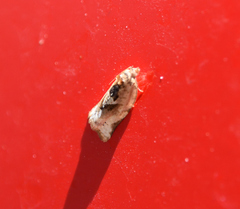 Argyrotaenia polvosana