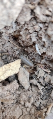 Paruroctonus silvestrii