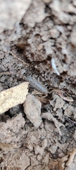 Paruroctonus silvestrii