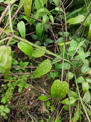 Rubia cordifolia