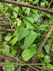 Rubia cordifolia