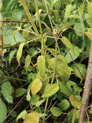Rubia cordifolia