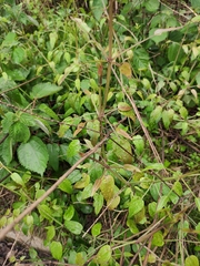 Rubia cordifolia