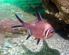 Trachichthys australis
