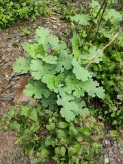 Macleaya cordata
