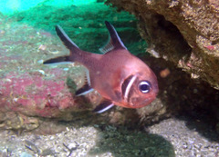 Trachichthys australis