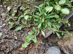 Thyrocarpus sampsonii