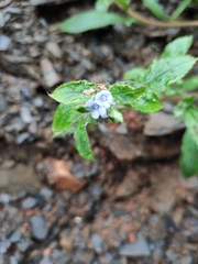 Thyrocarpus sampsonii