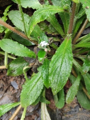 Thyrocarpus sampsonii