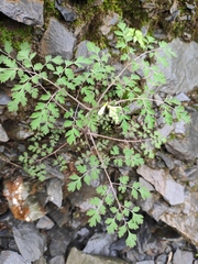 Corydalis balansae