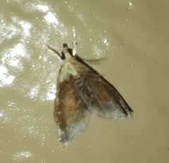 Glaphyria fulminalis