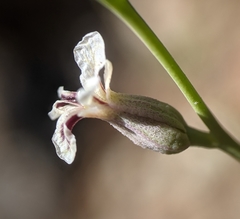 Streptanthus barbiger