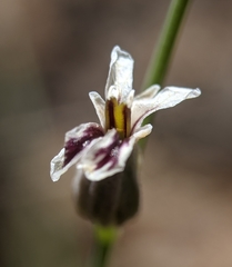 Streptanthus barbiger