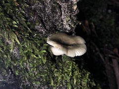 Russula iterika